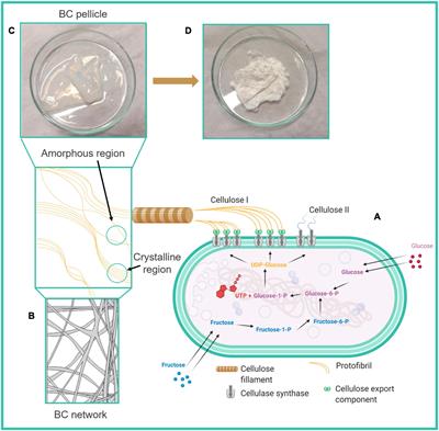 Cellulose-Based Fibrous Materials From Bacteria to Repair Tympanic Membrane Perforations